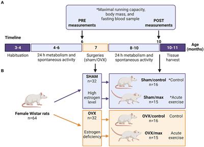 Estrogen deficiency reduces maximal running capacity and affects serotonin levels differently in the hippocampus and nucleus accumbens in response to acute exercise